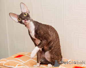 Photo №2 de l'annonce № 173217 de la vente cornish rex - acheter à Belgique annonce privée, éleveur