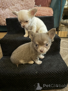 Photo №1. chihuahua - à vendre en ville de Enontekiö | négocié | Annonce №169167
