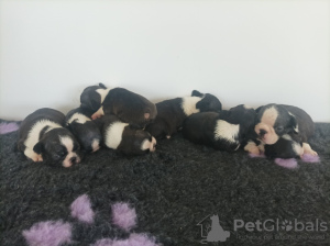 Photo №2 de l'annonce № 110754 de la vente terrier de boston - acheter à Serbie annonce privée