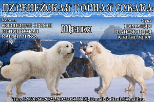 Photo №1. chien de montagne des pyrénées - à vendre en ville de Krasnoyarsk | Négocié | Annonce №3893