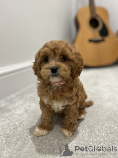 Photo №1. cavalier king charles spaniel - à vendre en ville de Tampa | Gratuit | Annonce №132000