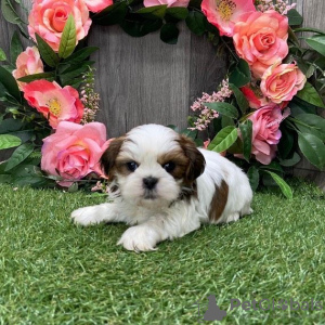 Photo №2 de l'annonce № 99906 de la vente shih tzu - acheter à Allemagne éleveur