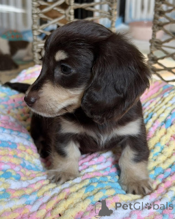 Photo №3. Adorables mini chiots teckel prêts pour leur maison pour toujours !. Allemagne