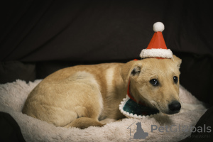 Photo №1. chien bâtard - à vendre en ville de Москва | Gratuit | Annonce №135444
