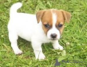 Photo №1. jack russell terrier - à vendre en ville de Paris | négocié | Annonce №124759