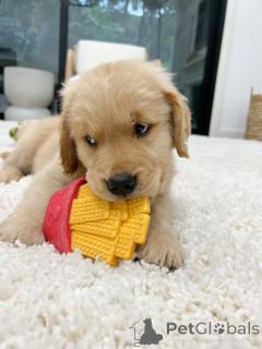 Photo №2 de l'annonce № 158048 de la vente golden retriever - acheter à Allemagne éleveur