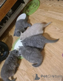 Photo №2 de l'annonce № 35421 de la vente british shorthair - acheter à Fédération de Russie de la fourrière, éleveur