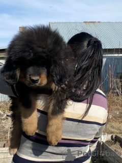 Photo №4. Je vais vendre dogue du tibet en ville de Karaganda. annonce privée - prix - 426€