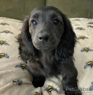 Photo №2 de l'annonce № 126716 de la vente teckel - acheter à Norvège 