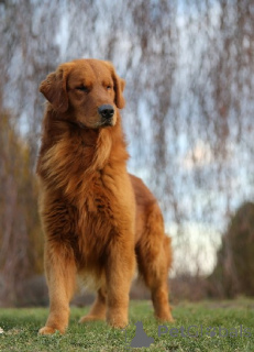 Photo №1. golden retriever - à vendre en ville de bateau | 2800€ | Annonce №164250