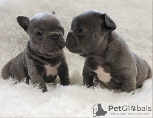 Photo №1. bouledogue - à vendre en ville de Антверпен | 615€ | Annonce №55841