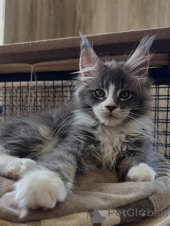 Photo №2 de l'annonce № 170619 de la vente maine coon - acheter à Pays Bas éleveur