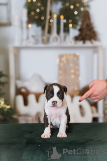 Photo №4. Je vais vendre american staffordshire terrier en ville de Osijek.  - prix - négocié