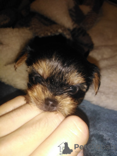 Photo №1. biewer yorkshire terrier, yorkshire terrier - à vendre en ville de Riga | 550€ | Annonce №122551