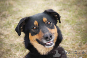 Photo №2 de l'annonce № 10743 de la vente chien bâtard - acheter à Fédération de Russie de l'abri