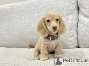 Photo №1. teckel - à vendre en ville de Cologne | négocié | Annonce №163656