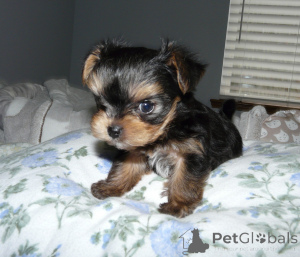 Photo №2 de l'annonce № 135887 de la vente yorkshire terrier - acheter à Allemagne annonce privée, de l'abri