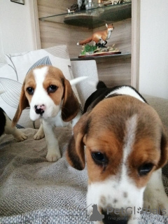 Photo №4. Je vais vendre beagle en ville de Munich. annonce privée - prix - 340€