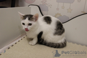 Photos supplémentaires: Un petit chat, le chaton Lyalya, a été sauvé de la rue et cherche une famille et