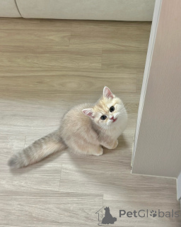 Photo №2 de l'annonce № 175112 de la vente british shorthair - acheter à Allemagne éleveur