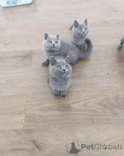 Photo №1. british shorthair - à vendre en ville de Plein de balles | négocié | Annonce № 167663