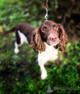 Photo №1. chien bâtard - à vendre en ville de Rivière moscou | Gratuit | Annonce №164185