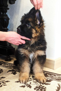 Photos supplémentaires: chiot de race pure d'un berger allemand