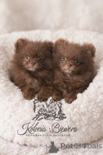 Photo №1. spitz nain - à vendre en ville de bateau | négocié | Annonce №164238