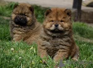 Photo №4. Je vais vendre chow-chow en ville de Bečej.  - prix - 550€