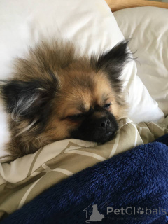 Photo №3. Pomeranian Spitz (1 an). Emirats Arabes Unis