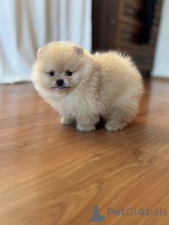 Photo №1. spitz nain - à vendre en ville de Saint-Pétersbourg | 593€ | Annonce №144155