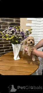 Photo №2 de l'annonce № 163099 de la vente caniche (jouet) - acheter à Allemagne annonce privée, de l'abri