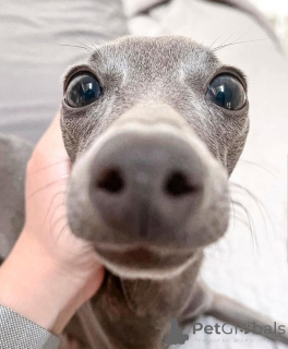 Photo №1. petit lévrier italien - à vendre en ville de Öhringen | 380€ | Annonce №166181