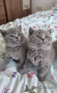 Photo №1. british shorthair - à vendre en ville de Darmstadt-dieburg | 350€ | Annonce № 172298
