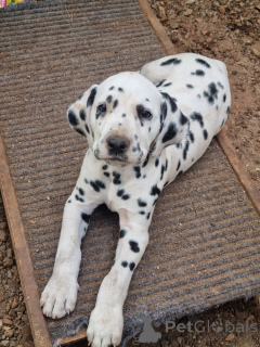 Photo №2 de l'annonce № 173943 de la vente dalmatien - acheter à La finlande 