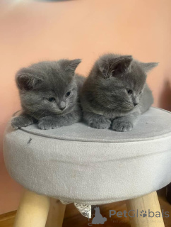 Photo №2 de l'annonce № 158803 de la vente chartreux - acheter à Allemagne annonce privée