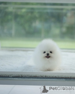 Photo №2 de l'annonce № 154954 de la vente spitz nain - acheter à Allemagne éleveur