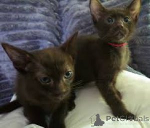 Photo №1. havana brown - à vendre en ville de Marseille | 500€ | Annonce № 165936