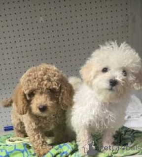 Photo №1. caniche (jouet) - à vendre en ville de Anderny | 500€ | Annonce №164734