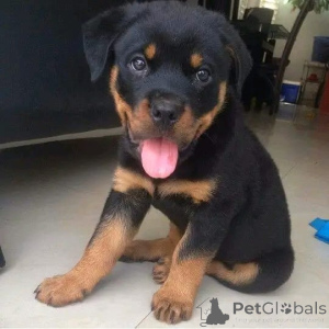 Photo №3. Les chiots rottweiler disponibles Business WhatsApp 37256348129. La finlande