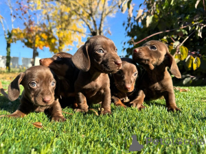 Photo №1. teckel - à vendre en ville de Romano-di Lumbardia | négocié | Annonce №160829