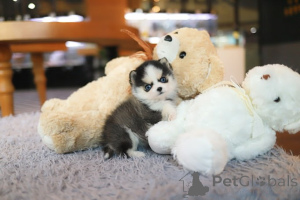 Photo №4. Je vais vendre spitz nain en ville de Ville de Floride. éleveur - prix - négocié