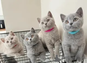 Photo №1. british shorthair - à vendre en ville de Gend | 339€ | Annonce № 170457