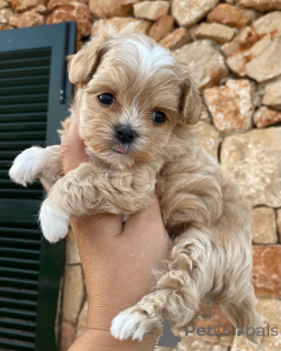 Photo №1. maltipu - à vendre en ville de ETTEN-Leur | négocié | Annonce №159935