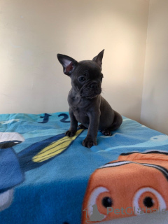 Photos supplémentaires: Chiots Champion Bloodline French Bulldog disponibles maintenant