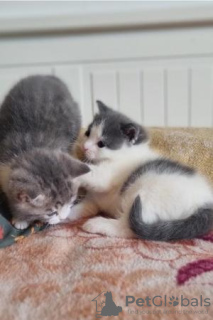 Photo №3. De magnifiques chatons trapus.. USA