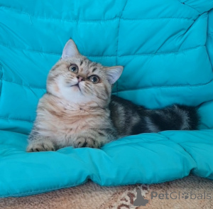 Photo №4. Je vais vendre scottish straight en ville de Tambov. éleveur - prix - 485€