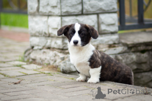 Photo №2 de l'annonce № 155620 de la vente welsh corgi - acheter à Fédération de Russie de la fourrière