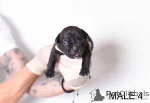 Photo №4. Je vais vendre american bully en ville de Belgrade. éleveur - prix - négocié