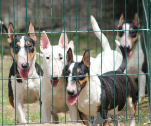 Photo №4. Je vais vendre bull terrier en ville de Belgrade.  - prix - 300€